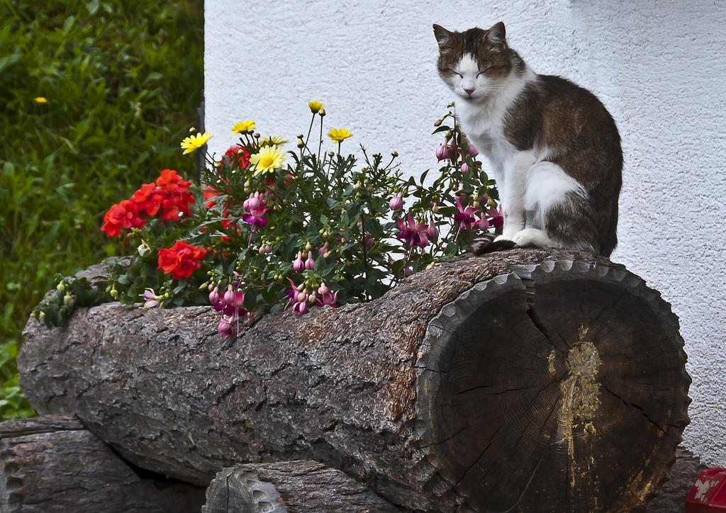 Schrunerhof Ebene Reichenau 部屋 写真